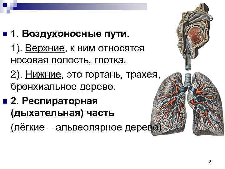1. Воздухоносные пути. 1). Верхние, к ним относятся носовая полость, глотка. 2). Нижние, это