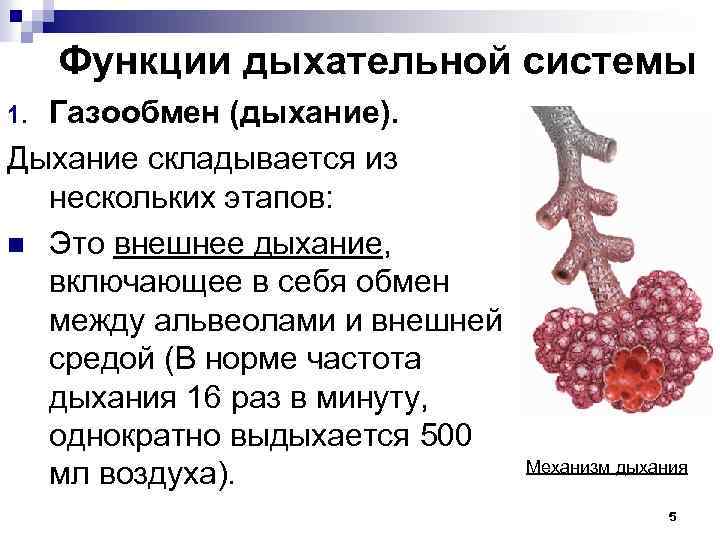 Функции дыхательной системы Газообмен (дыхание). Дыхание складывается из нескольких этапов: n Это внешнее дыхание,