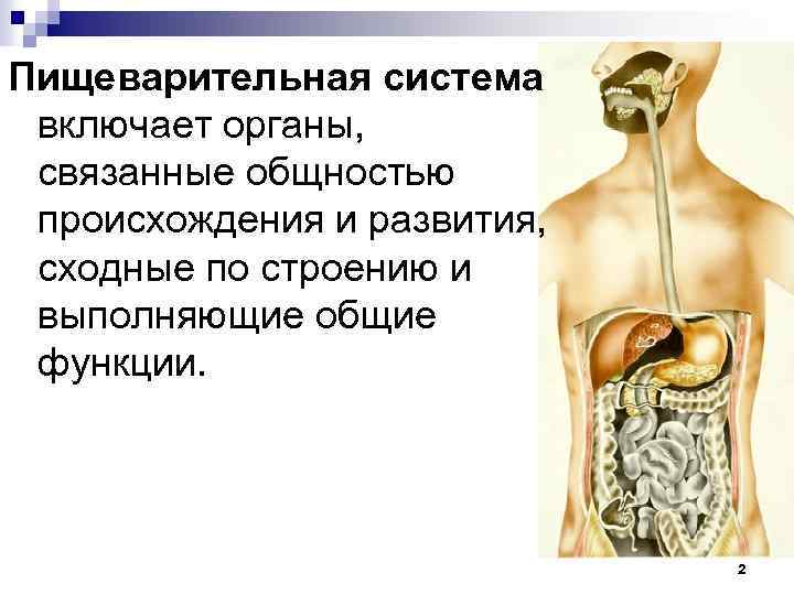 Пищеварительная система включает органы, связанные общностью происхождения и развития, сходные по строению и выполняющие