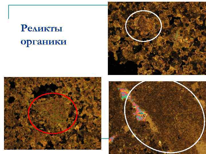 Реликты органики 