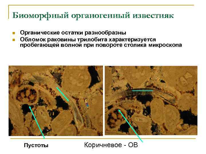Биоморфный органогенный известняк n n Органические остатки разнообразны Обломок раковины трилобита характеризуется пробегающей волной