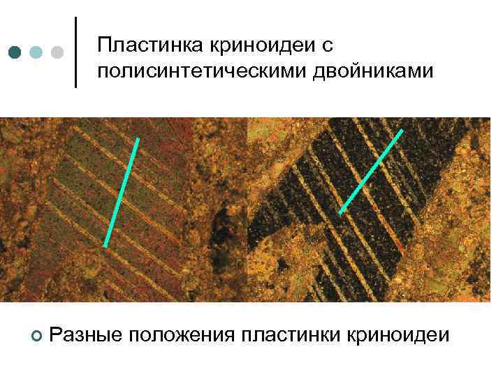 Пластинка криноидеи с полисинтетическими двойниками ¢ Разные положения пластинки криноидеи 
