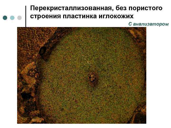 Перекристаллизованная, без пористого строения пластинка иглокожих С анализатором 