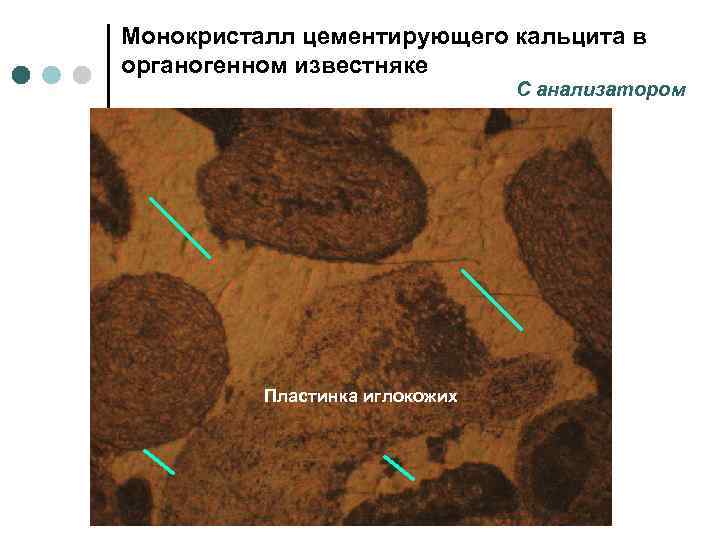 Монокристалл цементирующего кальцита в органогенном известняке С анализатором Пластинка иглокожих 