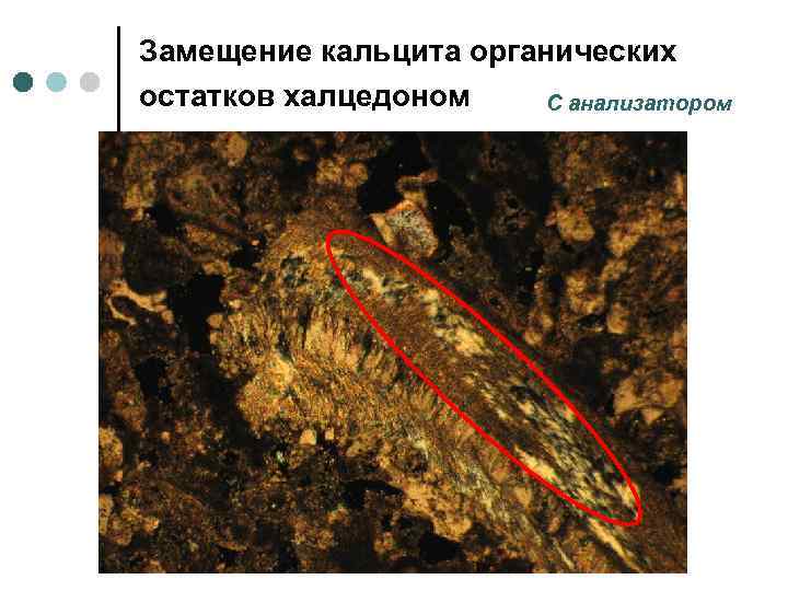 Замещение кальцита органических остатков халцедоном С анализатором 