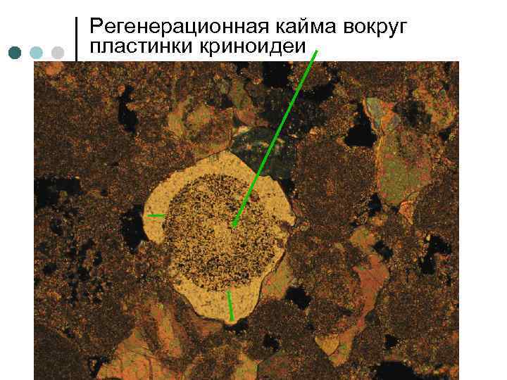 Регенерационная кайма вокруг пластинки криноидеи 