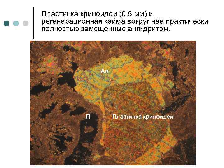 Пластинка криноидеи (0, 5 мм) и регенерационная кайма вокруг нее практически полностью замещенные ангидритом.