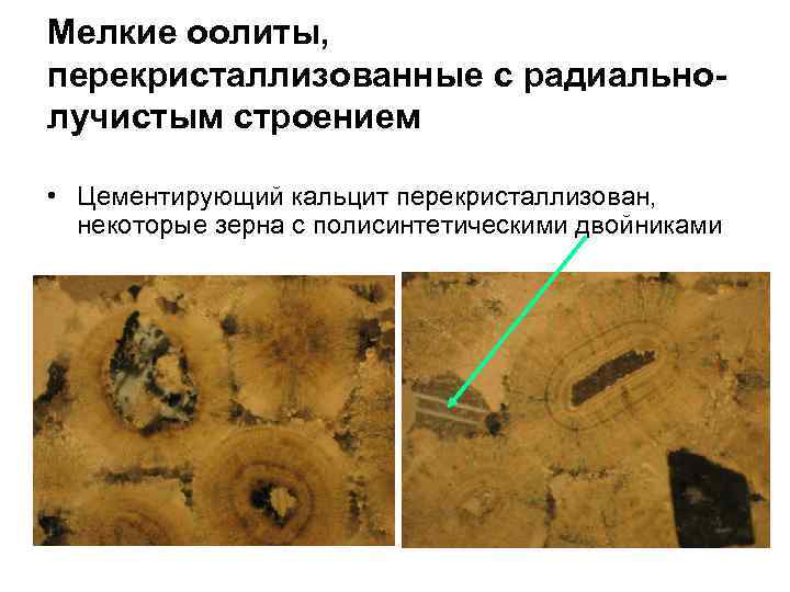 Мелкие оолиты, перекристаллизованные с радиальнолучистым строением • Цементирующий кальцит перекристаллизован, некоторые зерна с полисинтетическими