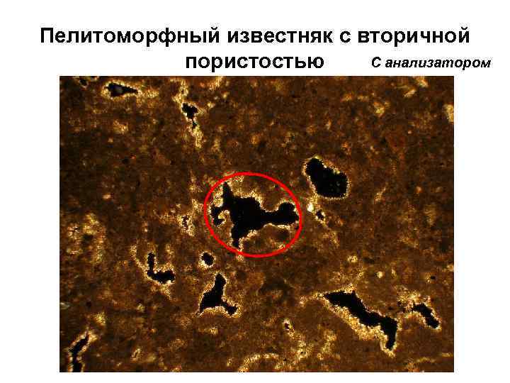 Пелитоморфный известняк с вторичной С анализатором пористостью 