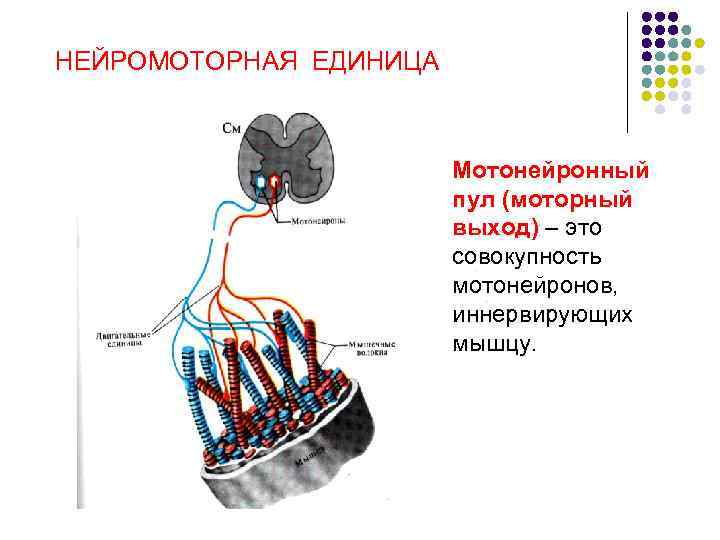 Схема двигательная единица