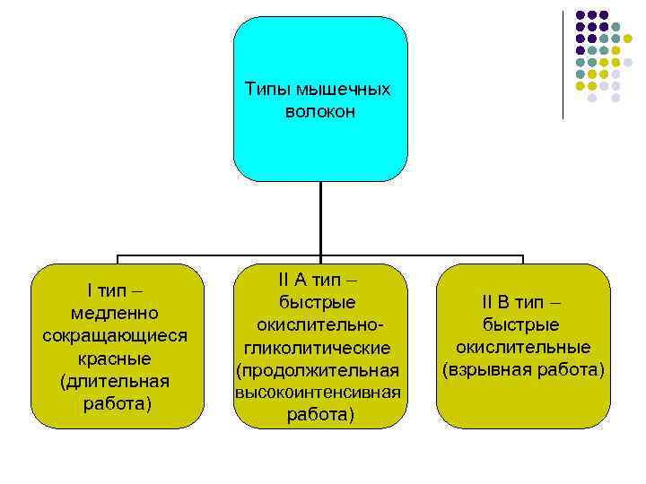 Типы мышечных волокон I тип – медленно сокращающиеся красные (длительная работа) II А тип