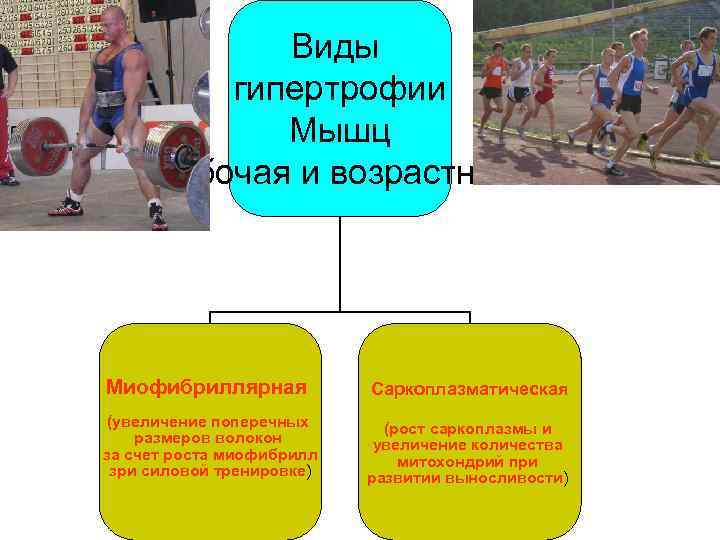 Виды гипертрофии Мышц рабочая и возрастная Миофибриллярная Саркоплазматическая (увеличение поперечных размеров волокон за счет
