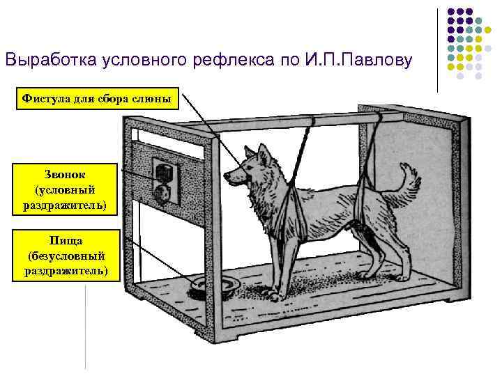 Выработка условного рефлекса по И. П. Павлову Фистула для сбора слюны Звонок (условный раздражитель)