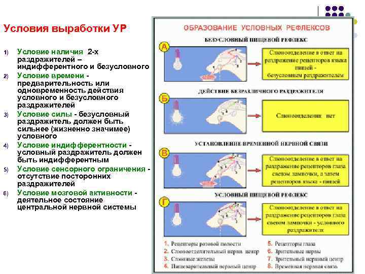 Условия выработки УР 1) 2) 3) 4) 5) 6) Условие наличия 2 -х раздражителей