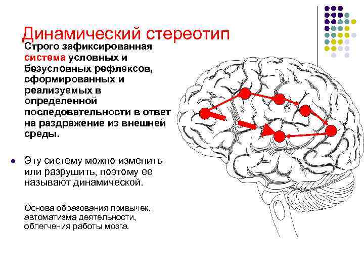 Лекция 3 Тема Физиологическая характеристика физических качеств