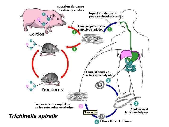 Жизненный цикл трихинеллы спиральной схема