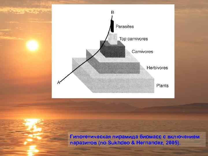 Гипотетическая пирамида биомасс с включением паразитов (по Sukhdeo & Hernandez, 2005). 