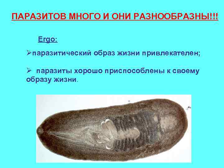 ПАРАЗИТОВ МНОГО И ОНИ РАЗНООБРАЗНЫ!!! Ergo: Øпаразитический образ жизни привлекателен; Ø паразиты хорошо приспособлены