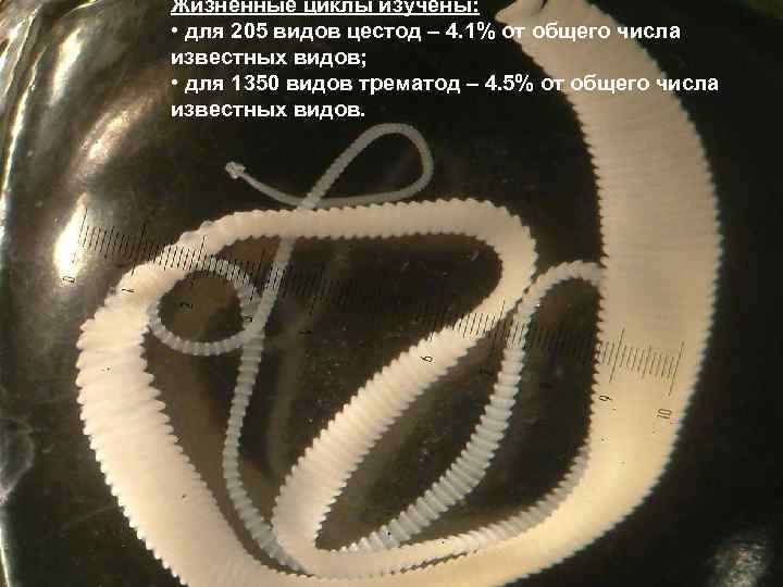 Жизненные циклы изучены: • для 205 видов цестод – 4. 1% от общего числа