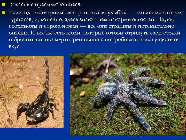 n n Ужасные пресмыкающиеся. Таиланд, гостеприимная страна тысяч улыбок — словно магнит для туристов,