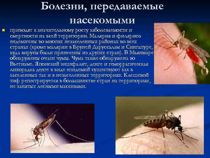 Насекомые вызывающие заболевания. Заболевания от насекомых. Заболевания передающиеся через насекомых. Заболевание передающееся от насекомых. Заболевания вызываемые насекомыми.