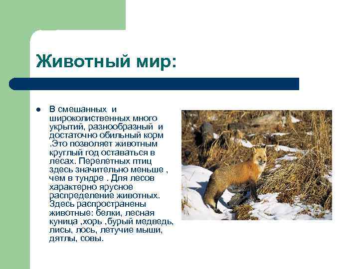 Животный мир: l В смешанных и широколиственных много укрытий, разнообразный и достаточно обильный корм.