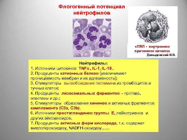 Флогогенный потенциал нейтрофилов «ПЯЛ - внутреннее причинное начало» Давыдовский И. В. Нейтрофилы: 1. Источники