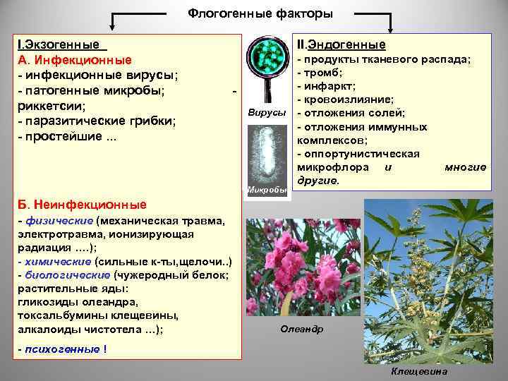 Флогогенные факторы I. Экзогенные А. Инфекционные - инфекционные вирусы; - патогенные микробы; риккетсии; -