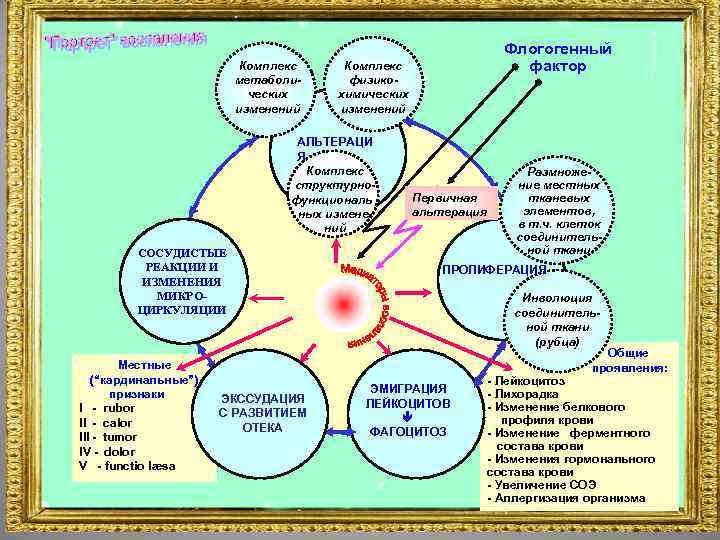 Комплекс метаболических изменений Комплекс физикохимических изменений АЛЬТЕРАЦИ Я Комплекс структурнофункциональ ных изменений СОСУДИСТЫЕ РЕАКЦИИ