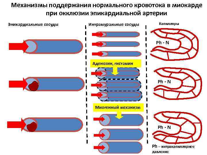 Механизмы поддержания нормального кровотока в миокарде при окклюзии эпикардиальной артерии Эпикардиальные сосуды Интрамуральные сосуды