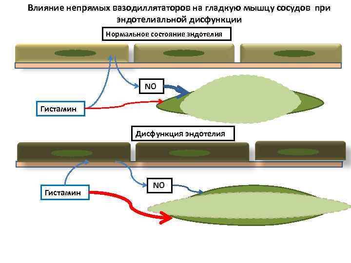 Влияние непрямых вазодиллятаторов на гладкую мышцу сосудов при эндотелиальной дисфункции Нормальное состояние эндотелия NO