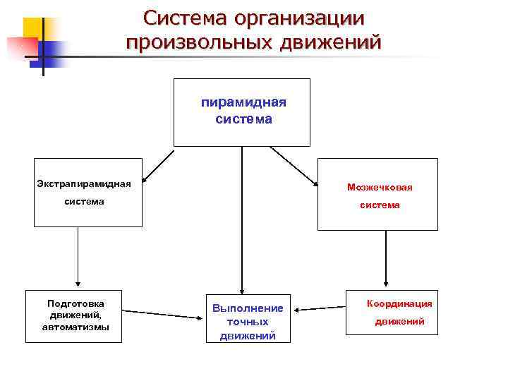 Система организации произвольных движений пирамидная система Экстрапирамидная Мозжечковая система Подготовка движений, автоматизмы Выполнение точных