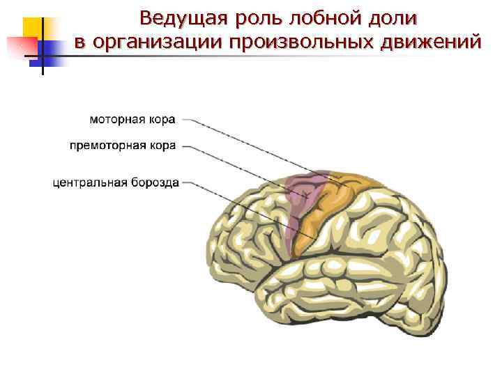 Ведущая роль лобной доли в организации произвольных движений 