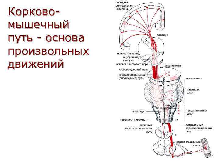 Корковомышечный путь - основа произвольных движений 