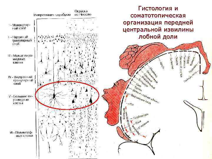 Гистология и соматотопическая организация передней центральной извилины лобной доли 