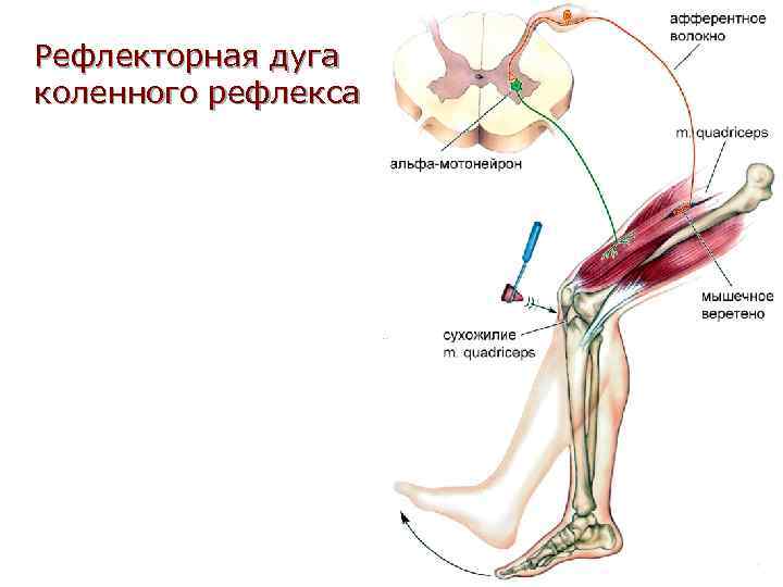 Рефлекторная дуга коленного рефлекса 