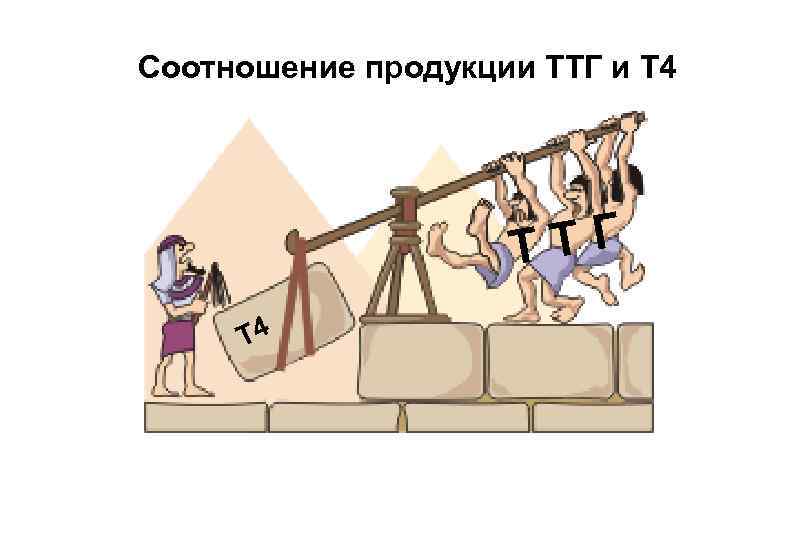 Соотношение продукции ТТГ и Т 4 ТГ Т Т 4 