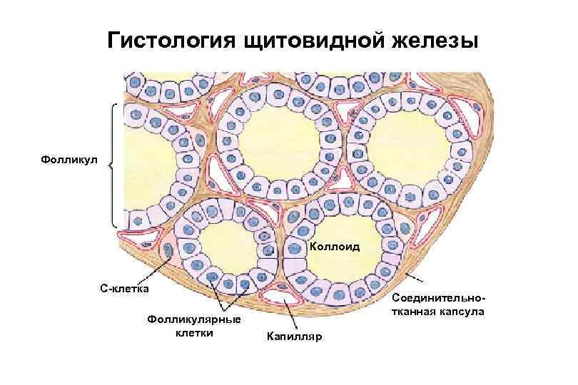 Гистология щитовидной железы Фолликул Коллоид С-клетка Фолликулярные клетки Соединительнотканная капсула Капилляр 