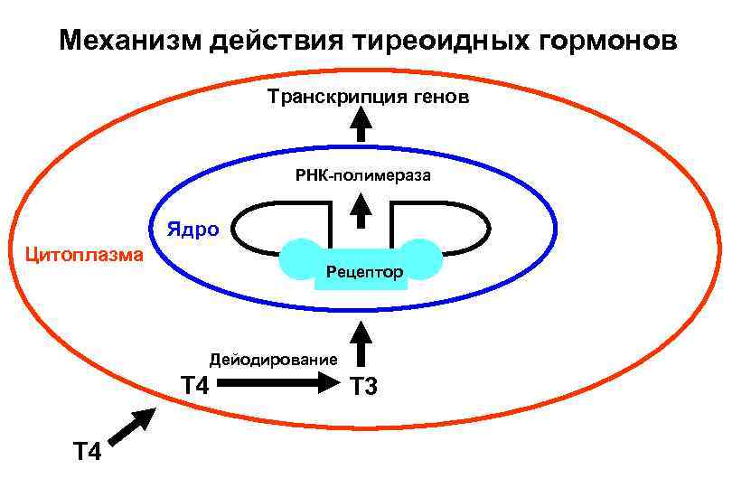 Механизм действия тиреоидных гормонов Транскрипция генов РНК-полимераза Ядро Цитоплазма Рецептор Дейодирование T 4 T