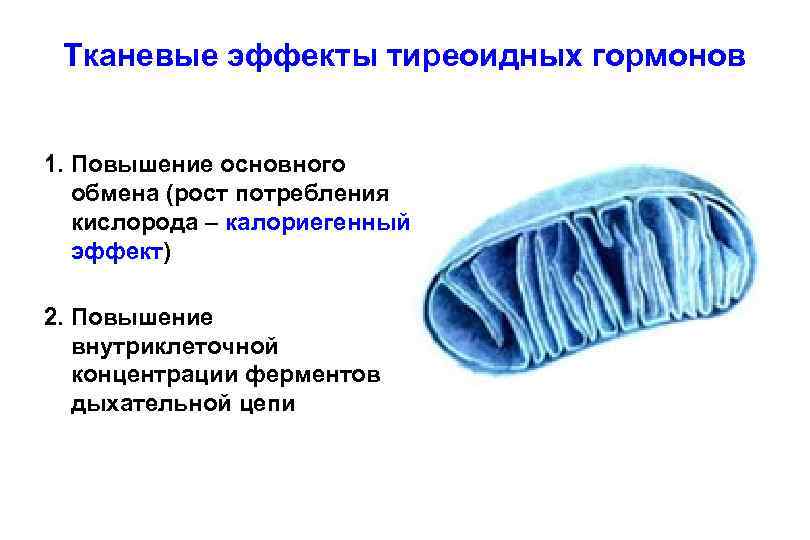 Тканевые эффекты тиреоидных гормонов 1. Повышение основного обмена (рост потребления кислорода – калориегенный эффект)