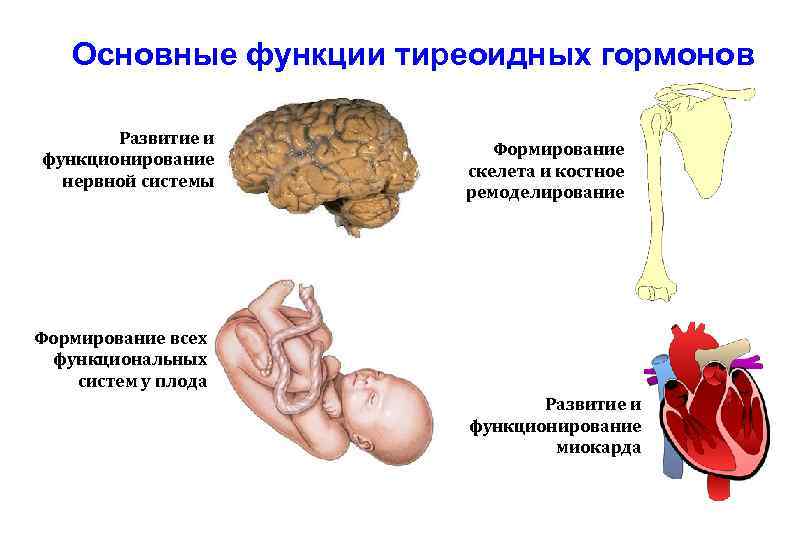 Основные функции тиреоидных гормонов Развитие и функционирование нервной системы Формирование скелета и костное ремоделирование