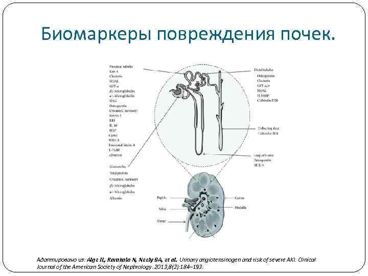 Биомаркеры повреждения почек. Адаптировано из: Alge JL, Karakala N, Neely BA, et al. Urinary