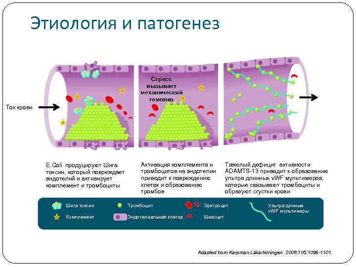 Этиология и патогенез Стресс вызывает механический гемолиз Ток крови E. Coli продуцируют Шига токсин,