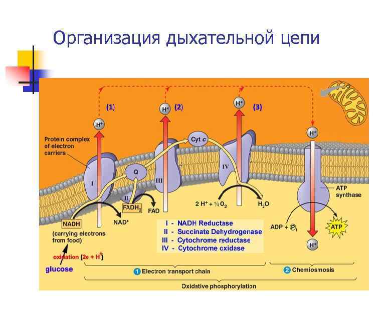 Организация дыхательной цепи 