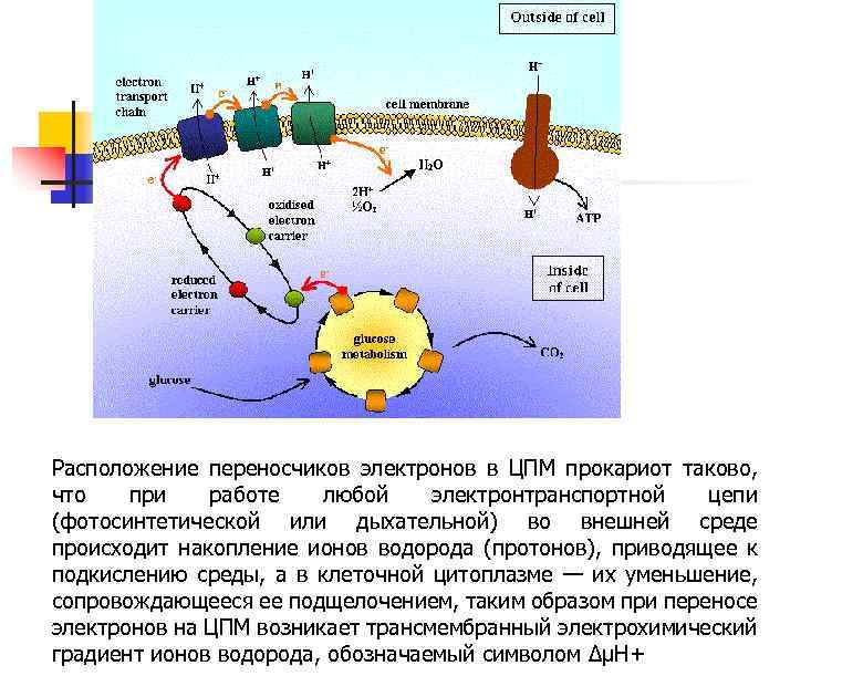 Расположение переносчиков электронов в ЦПМ прокариот таково, что при работе любой электронтранспортной цепи (фотосинтетической