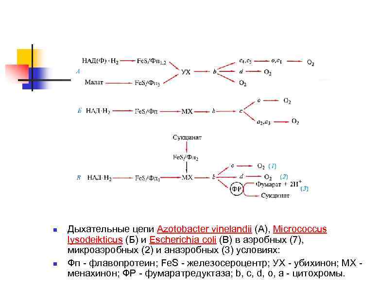 n n Дыхательные цепи Azotobacter vinelandii (A), Micrococcus lysodeikticus (Б) и Escherichia coli (В)