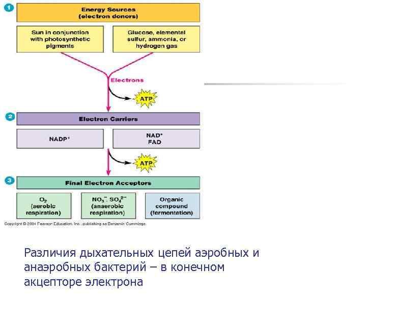 Различия дыхательных цепей аэробных и анаэробных бактерий – в конечном акцепторе электрона 