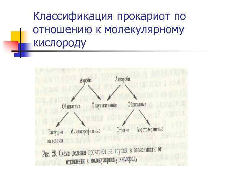 Классификация прокариот по отношению к молекулярному кислороду 