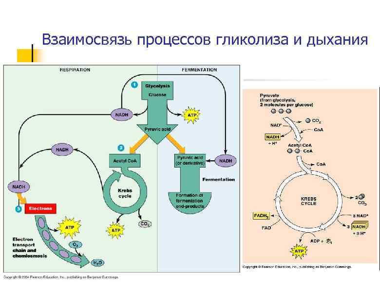 Взаимосвязь процессов гликолиза и дыхания 