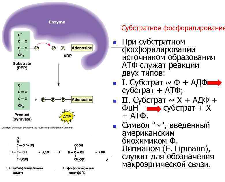 Субстратное фосфорилирование n n При субстратном фосфорилировании источником образования АТФ служат реакции двух типов: